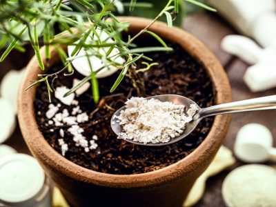 El secreto de los viveristas: el truco natural para que tus plantas crezcan sin parar
