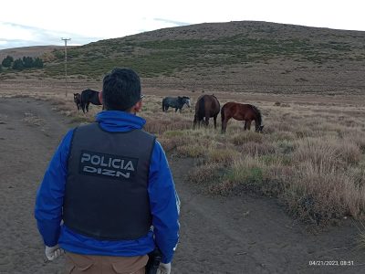 Tres detenidos en allanamientos por el robo de equinos en el norte neuquino