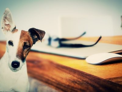 CURP de mascotas: cómo sacarlo y en qué casos aplica la multa por no tramitar el RUAC