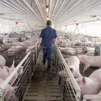 Alerta en Brasil: nueva gripe porcina con potencial pandémico