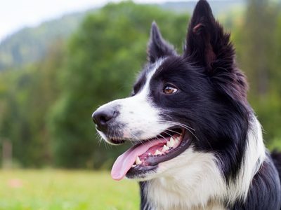 Confirmado: el cerebro de los perros puede distinguir entre diferentes idiomas humanos