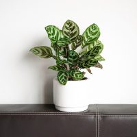 La planta de moda que necesita pocos cuidados y es perfecta para decorar rincones con poca luz