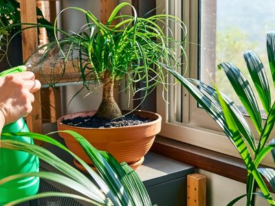 La planta favorita de las abuelas que tenés que regar dos veces al mes en verano y atrae el dinero a tu hogar