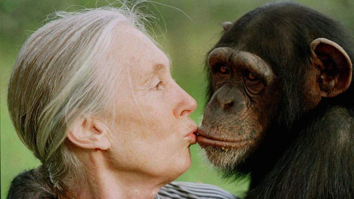 Jane Goodall besa a la cjimpancé Tess en el Santuario de Chimpancés de Sweetwaters, en Nairobi, Kenia, el 6 de diciembre de 1997