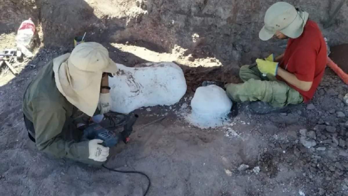 Un grupo de paleontólogos realizan tareas para preservar las piezas. Fuente: (Neuquén Informa)