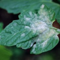 El peligroso motivo por el que las hojas de tus plantas tienen manchas blancas y cómo combatirlo