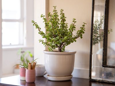 Una planta semipreciosa: aprendé cómo cuidar el árbol de jade