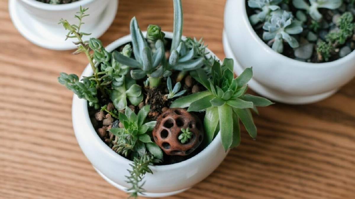 Plantas. Fuente: (X)