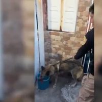 Lobo escapa del zoológico de Aragón y deambula por las calles; vecinos ayudan a capturarlo