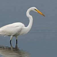 Curiosidades sobre la garza: el ave majestuosa que esconde un diseño particular en sus alas