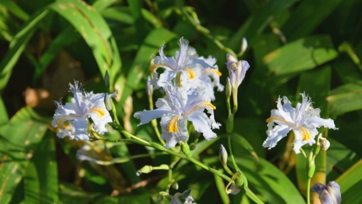 Iris japónica. Fuente: (X)