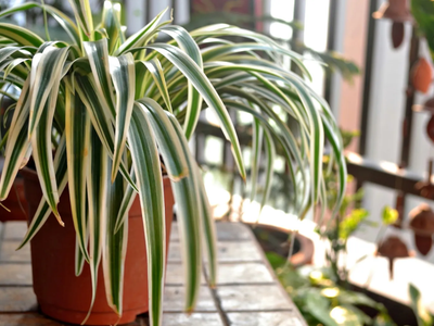 El secreto de los viveristas para que tu planta Cinta o Lazo de amor esté rozagante y no se pudra