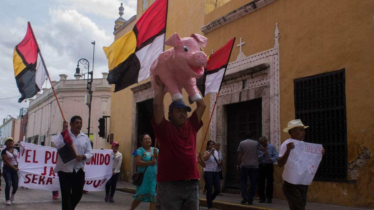 Protesta en Mérida contra la mega granja porcícola