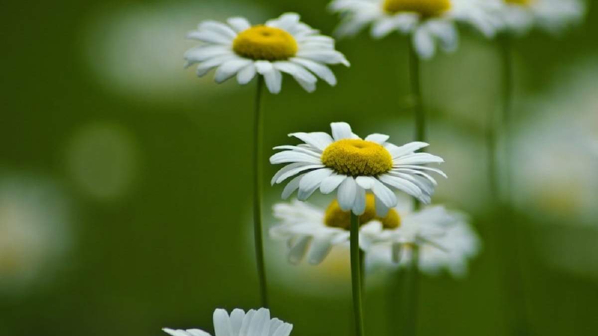 Plantas. Fuente: (X)