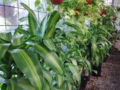 Conocé cuál es la planta de la felicidad y por qué tenerla adentro de tu casa es sumamente beneficioso