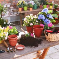 Si no da el sol en tu jardín, 8 plantas llenas de flores que aman la sombra y decoran tu espacio