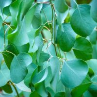 La planta valiosa para la salud en estos días tan fríos: conocé su gran poder curativo
