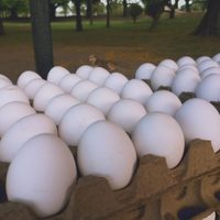 No tires los maples de huevos: así de útiles son para crear esta novedosa decoración de Halloween