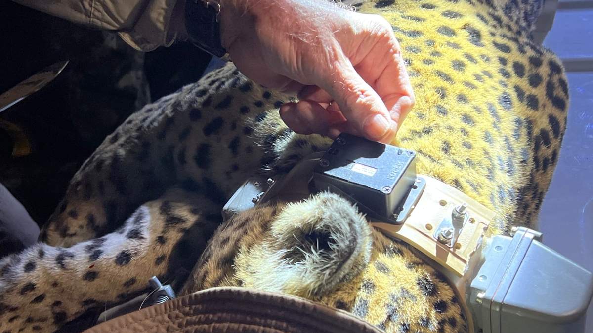 Impulsa Tamaulipas conservación del jaguar con estaciones de fototrampeo