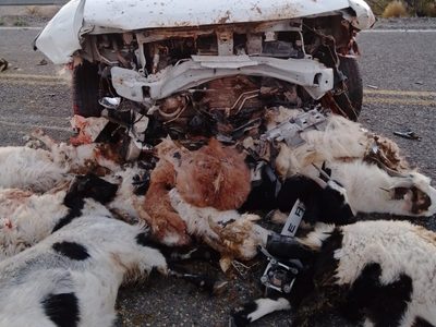 Un auto embistió a diez chivos que circulaban por la ruta en una zona cercana a Buta Ranquil
