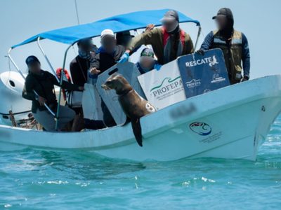 Liberan a 19 lobos marinos de BC de redes de pesca que les apretaban el cuello