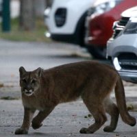 La ciudad de Allen se mantiene en vilo: buscan a un puma en la zona rural