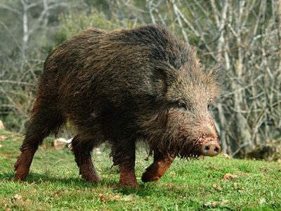Preocupante: tremendo avance de los jabalíes en áreas protegidas de Parques Nacionales