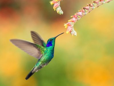 Datos curiosos de los colibríes, las aves más pequeñas del mundo