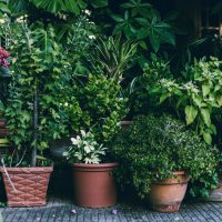 Atención principiantes: los árboles fáciles de cuidar que son perfectos para tener en maceta