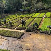 Entre huertos de café y plátano, hallado un plantío de hoja de coca y narcolaboratorio, en Guerrero