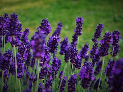 Con solo 5 plantas aromáticas muy comunes: creá este infalible repelente para hormigas, babosas y caracoles