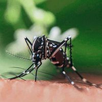 No prendas más el espiral: con ingredientes que tenés en casa, hacé el repelente más eficaz para los mosquitos