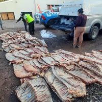 Decomisaron más de 60 costillares en Añelo