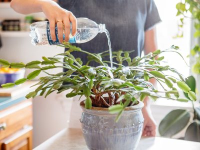 Descubrí qué tipo de agua necesitan tus plantas