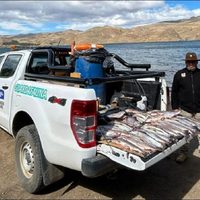 Guardafaunas realizó actas por pesca ilegal y secuestró más de 130 piezas de salmónidos