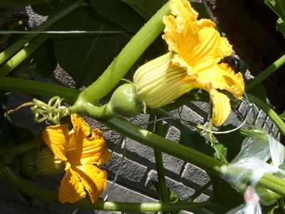 Lo que tenés que hacer para que tu planta de zapallitos se llene de frutos esta temporada