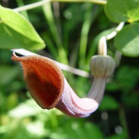 La hermosa planta de bajo mantenimiento, perfecta para cubrir espacios donde el césped no crece