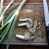Si comprás cebolla de verdeo, no tires esto: mirá cómo tener tu propia planta en casa