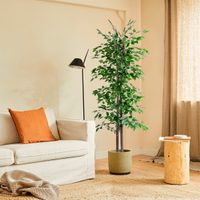 Según el feng shui, la planta que debés tener en el living para tener las charlas más amistosas
