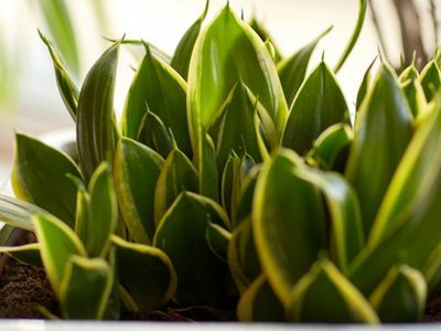 La planta favorita de madres y abuelas que rara vez da flores, pero esconde un poderoso beneficio