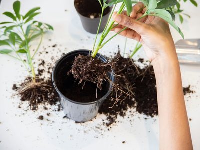Multiplicá tus plantas más lindas de la forma más fácil y rápida y sin gastar un solo peso