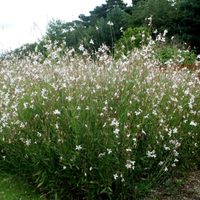 La planta que es tendencia en decoración de jardines por su larga floración y su movimiento