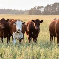 La Sociedad Rural de Neuquén pidió declarar la emergencia ganadera: “No hay campo que aguante la carga”