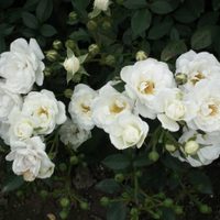 La planta muy fácil de cuidar, súper resistente y de hermosas flores, ideal para canteros y maceteros