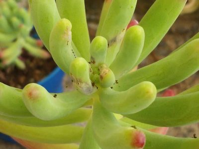 Sin químicos y con un solo producto: salvá a tus suculentas cuando se llenan de manchas