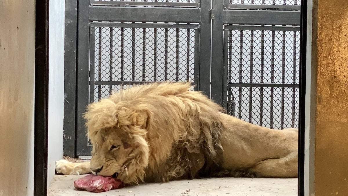 Uno de los leones rescatados del predio en el Ajusco