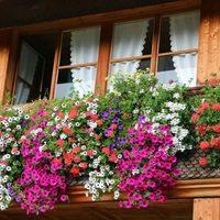 No necesitás gastar dinero, el truco para que tus plantas de balcón se mantengan hermosas todo el verano