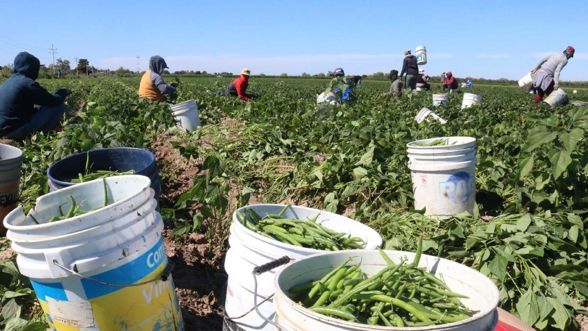 Cosecha en un campo agrícola