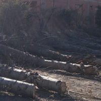 Vecinos de Vista Alegre denunciaron la tala indiscriminada de 10 álamos