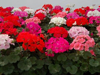 El truco de la abuela para reproducir de forma rápida y fácil tus malvones y que den las más lindas flores